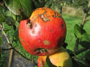 apple-455436_640