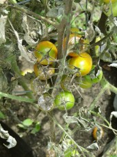 tomato-608290_1280